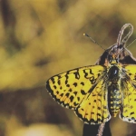 Анализ игровой механики слота Wild West Gold для образовательных целей