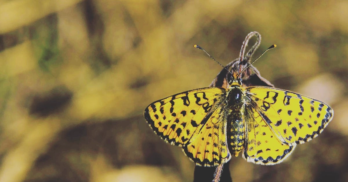 Анализ игровой механики слота Wild West Gold для образовательных целей